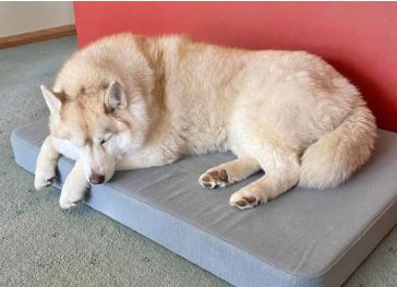 Colchón espuma para perro